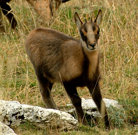 Camoscio d''Abruzzo Rupicapra pyrenaica ornata